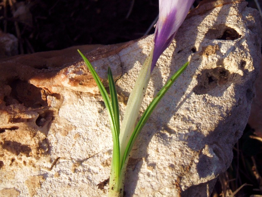 Crocus da determinare